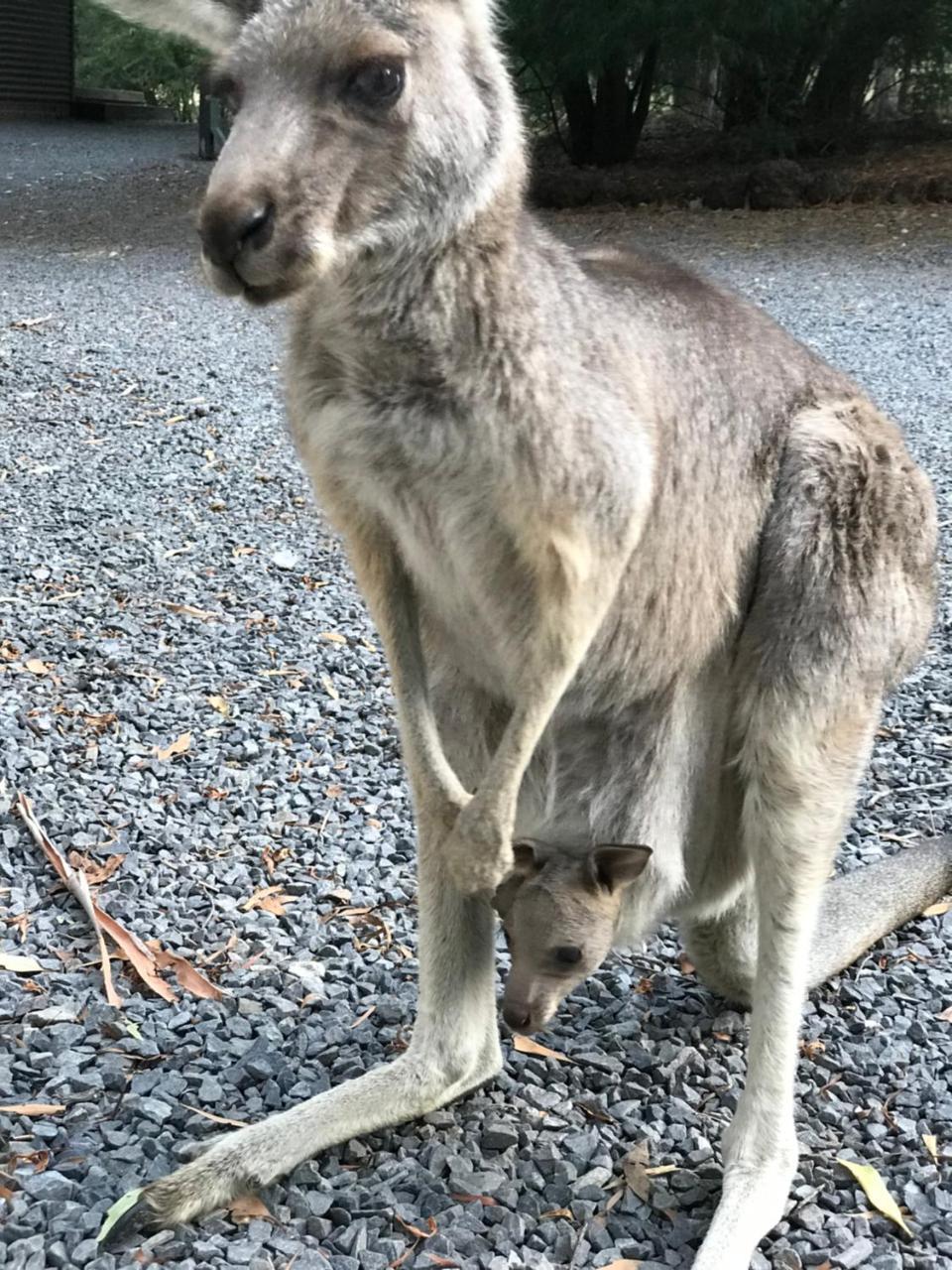 Day Dream * Halls Gap